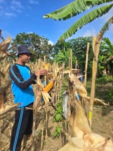 SMA Maarif 1 Pamekasan Gelar Petik Panen Jagung